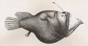 Melanocetus_murrayi_(Murrays_abyssal_anglerfish)